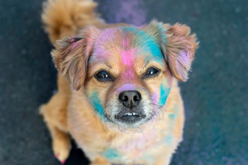 marketing cinofilo cane colorato