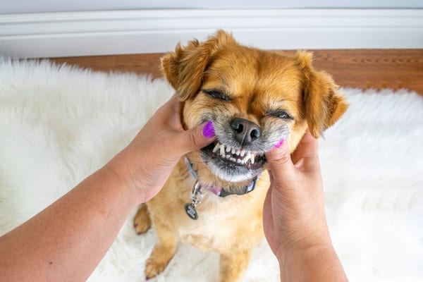 marketer cinofilo cane che sorride