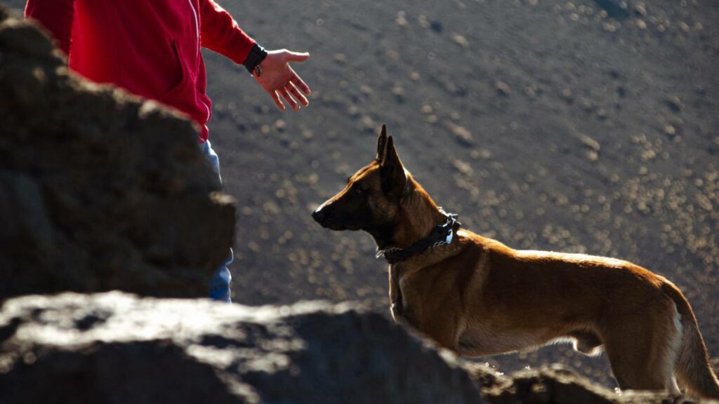 cane in montagna tra le rocce