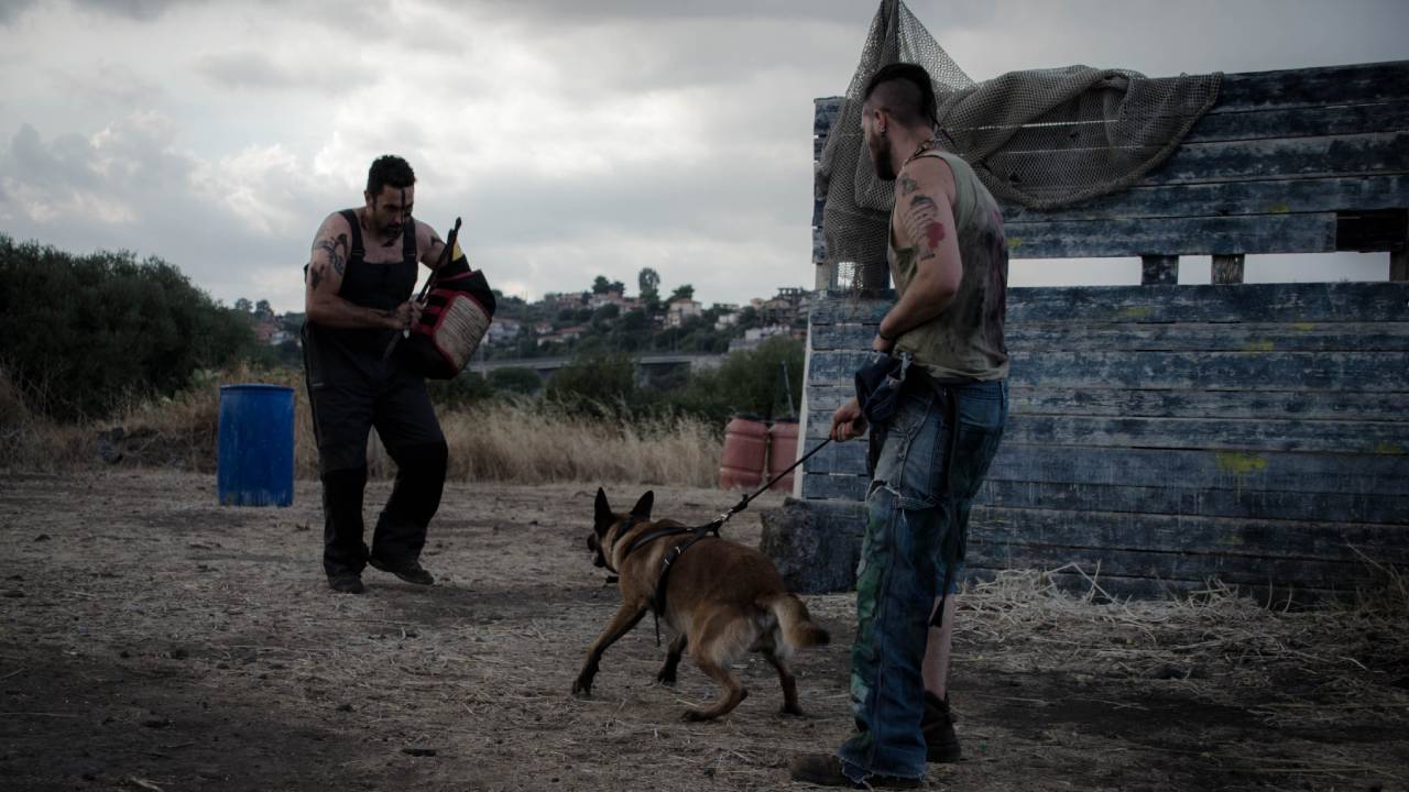 Foto di Cani in Attacco e Difesa