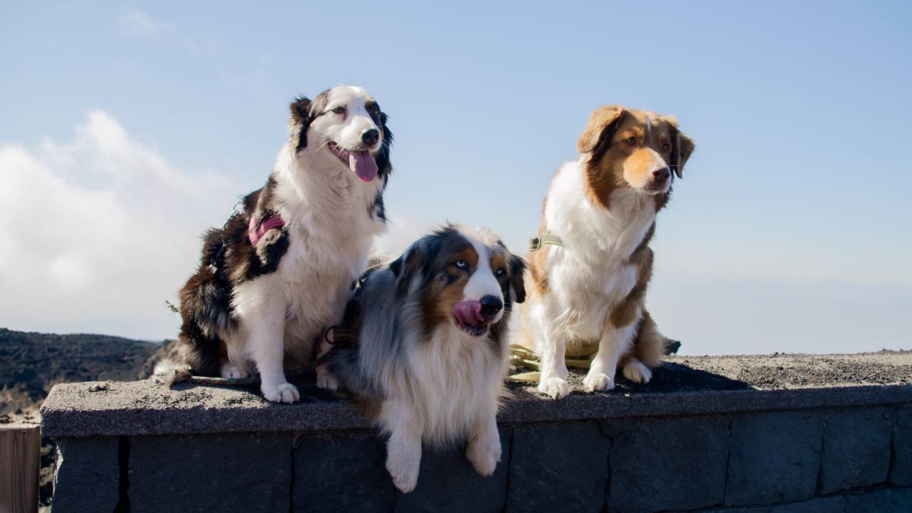 Foto di Cani in Montagna